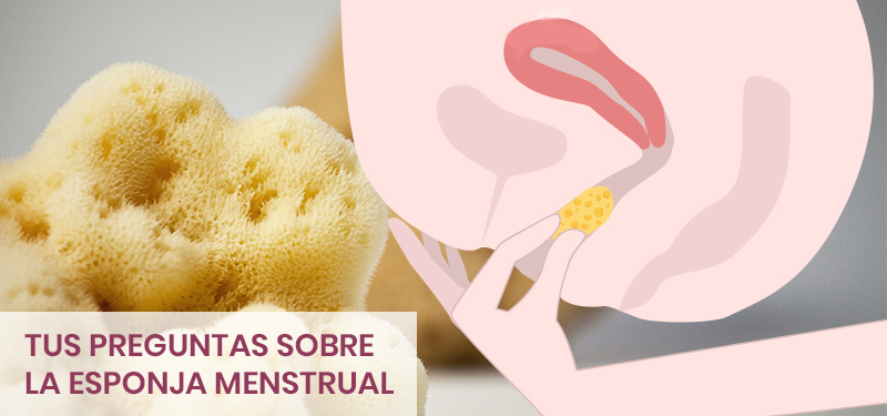 Guía de esponja menstrual